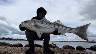 Big Rhode Island striped bass on light tackle