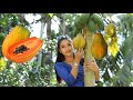 Papaya fruit in my homeland - Healthy food