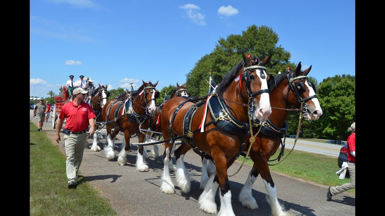 Clydesdale Parade In Anderson YouTube
