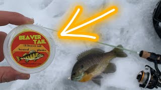 The Best Ice Fishing Plastic I've ever Used! Liquid Willowcat Beaver Tail 