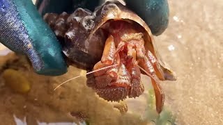 Big octopus caught under the rocks! There are also a lot of cat's eye snails lying on the sand! by Beachcomber Zhang 6,276 views 9 days ago 11 minutes, 18 seconds