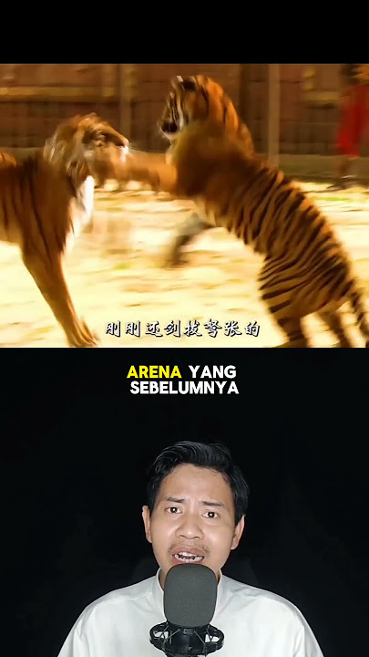 TERNYATA HARIMAU INI SAUDARA KANDUNG #shortvideo #shorts