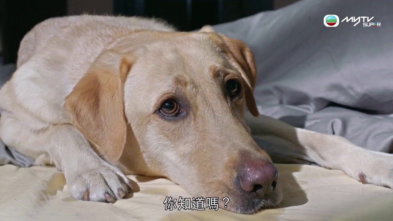 踩過界。 文申俠與Golden