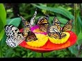 Museo Entomológico y Mariposario - TvAgro por Juan Gonzalo Angel