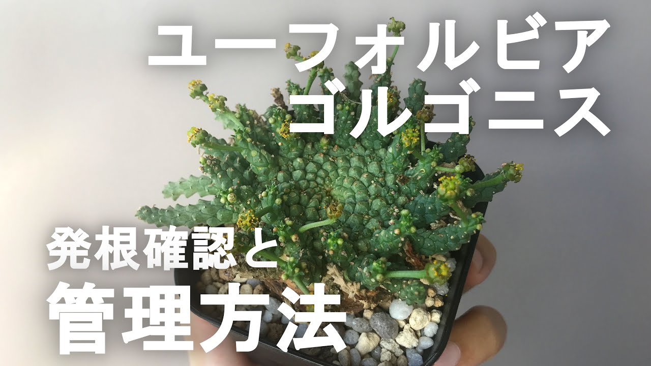 ユーフォルビア ゴルゴニス 発根済み ユーフォルビア・ゴルゴニス発根管理② 発根確認と管理方法