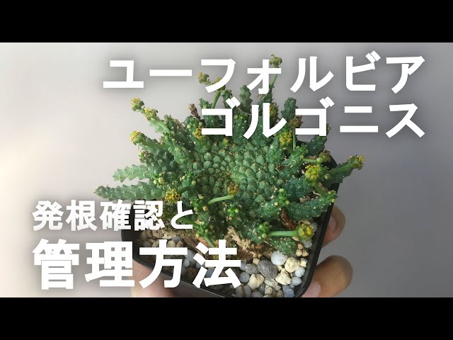 ユーフォルビア　ゴルゴニス　発根済み ユーフォルビア・ゴルゴニス発根管理② 発根確認と管理方法
