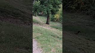 Лесная фея на мягких лапках.🐿🧆