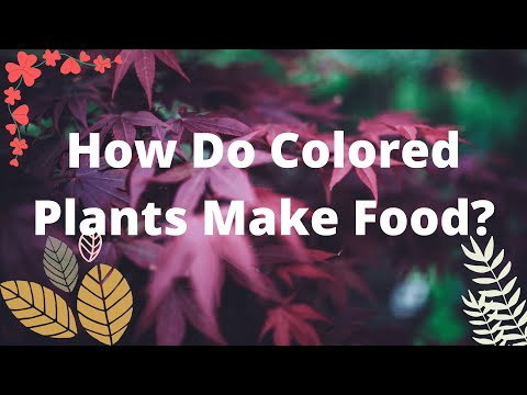 Wideo: Jakie składniki odżywcze znajdują się w roślinach innych niż zielone?