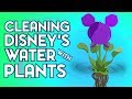 Cleaning Disney's Water with Plants: The Water Hyacinth Project