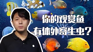 【亮哥养鱼】观赏鱼有体外寄生虫病别怕亮哥帮你