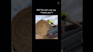 Did the last cow say thank you? #FarmLife #Shorts #Funny