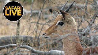 safariLIVE - Sunrise Safari - August 10, 2019