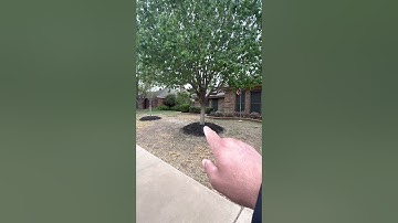 Volcano Mulching Kills Trees