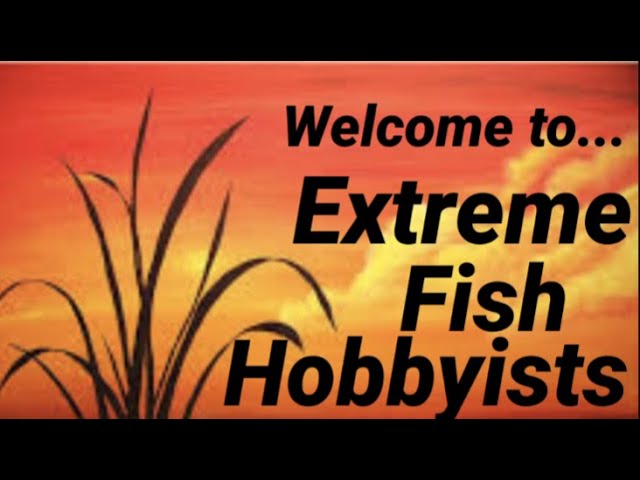 Extreme Fish Hobbyists Live Premier