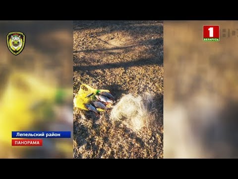 В Беларуси действует