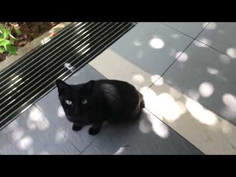 Going out to get lunch😄and saw a 🐈‍⬛ along the way😄