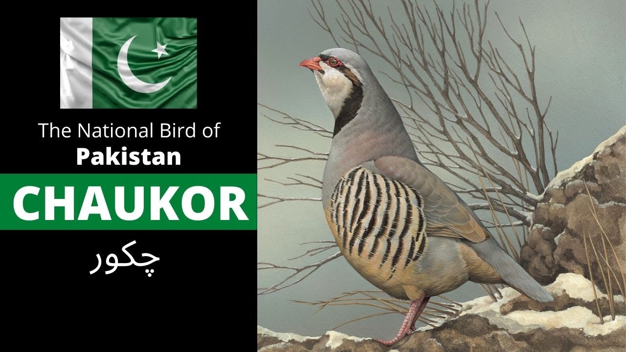 essay on national bird of pakistan
