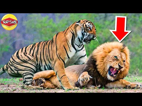 วีดีโอ: น่าสนใจเกี่ยวกับสัตว์. ใครเร็วกว่า: สิงโตหรือกวาง?
