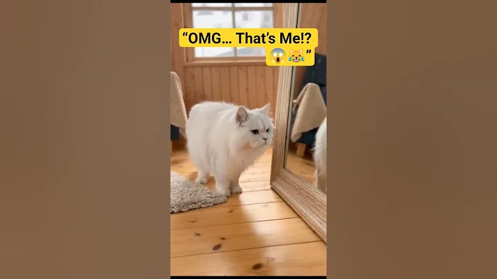 Video 11817201: cat funnycats reaction, funny cat reaction, cat first funny