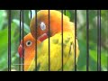 Lovebird Sounds (3 Hours) - Yellow Pastel & Green Pied