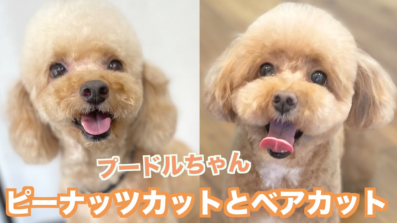 プードルちゃんの可愛いピーナッツカット ベアカット りんちゃん ななちゃん 21年7月28日 水 Youtube