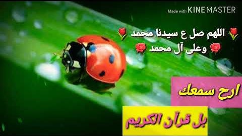 حالات واتس اب قران||_🙏🏻💚بصوت الشيخ ياسر الدوسري تلاوه خاشعه مقاطع انستقرام قصيره ☆2019☆ايات❤قران