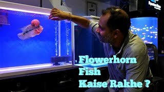 How to Keep Flowerhorn Fish? Flowerhorn Fish Tank