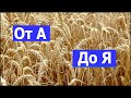 Выращивание пшеницы от А до Я после подсолнуха. #СельхозТехникаТВ