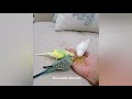 اطعام طيور البادجي  Bird #shorts