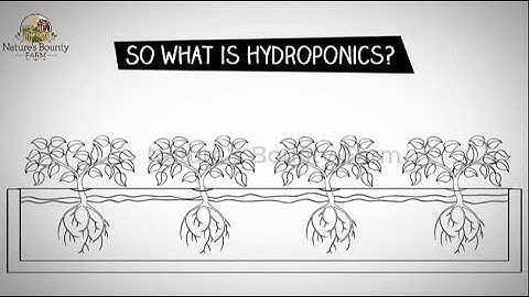 Hydroponics for Beginners: A Comprehensive Guide to Growing Plants Without Soil