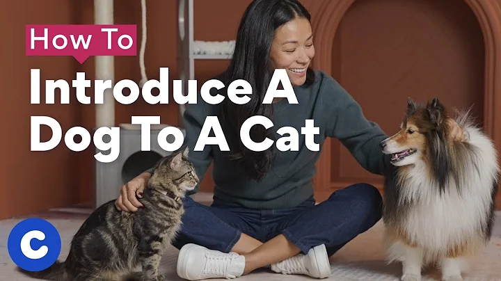 How To Introduce a Dog to a Cat | Chewtorials - DayDayNews