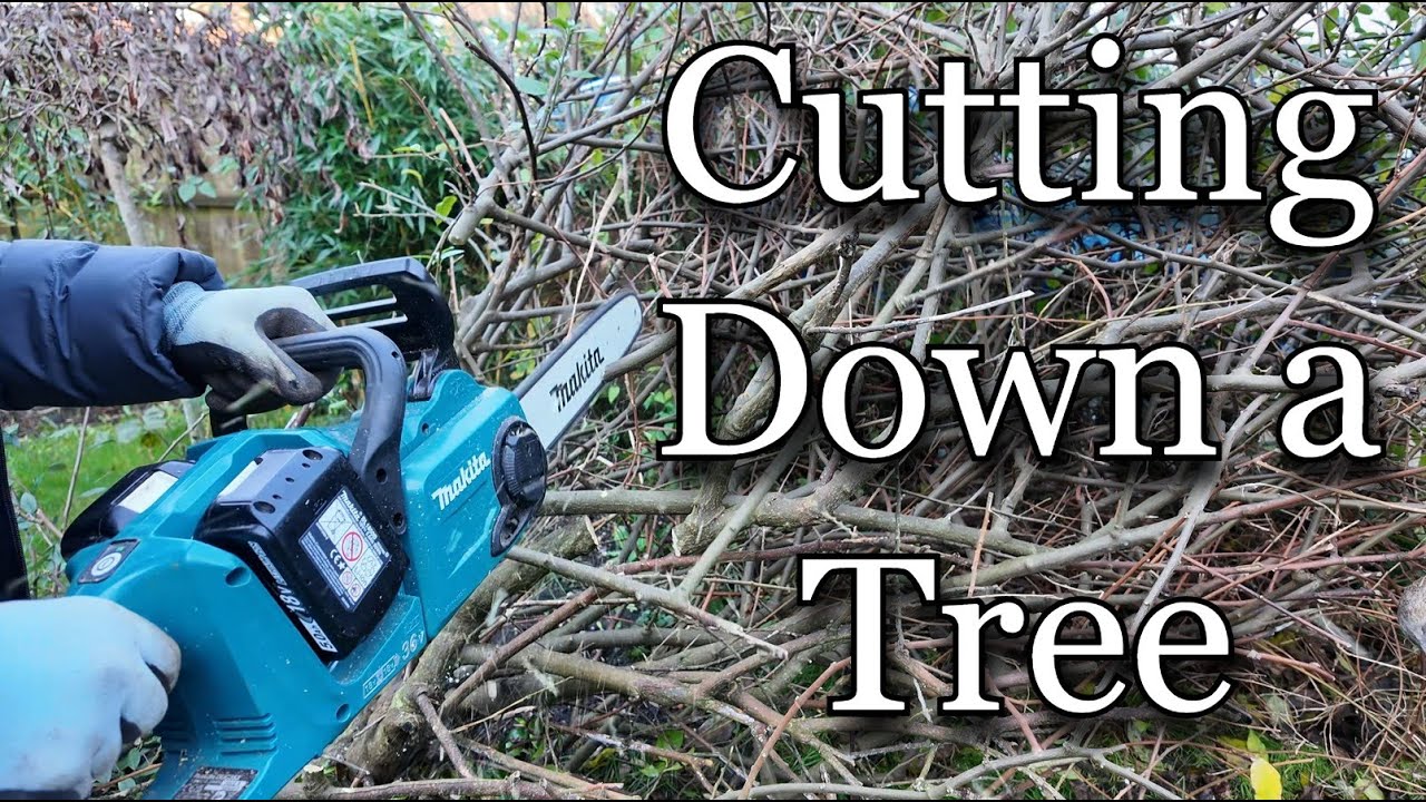 Cutting Down a DEAD Tree! - UK Gardening - YouTube