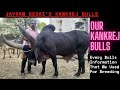    jayram desais kankrej bulls world no1 kankrej bulls kankrej kankrejbull