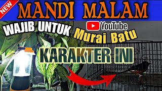 Cara CEPAT menaikan EMOSI dan MENTAL FIGHTER Murai Batu‼ | Manfaat Mandi Malam untuk Murai Batu