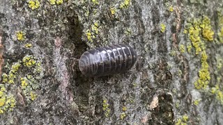 The Pros & Cons of Collecting Isopods in the Wild