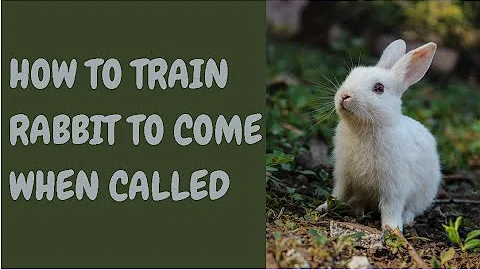 How To Train Rabbit To Come When Called