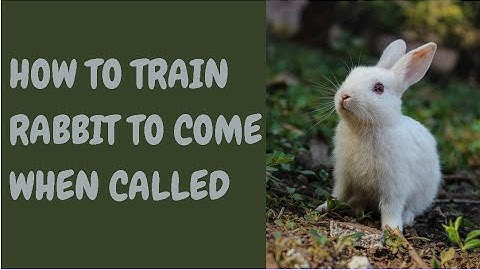 How To Train Rabbit To Come When Called