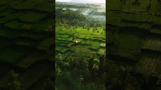 Early Morning Rays In Bali #shorts #shortvideo