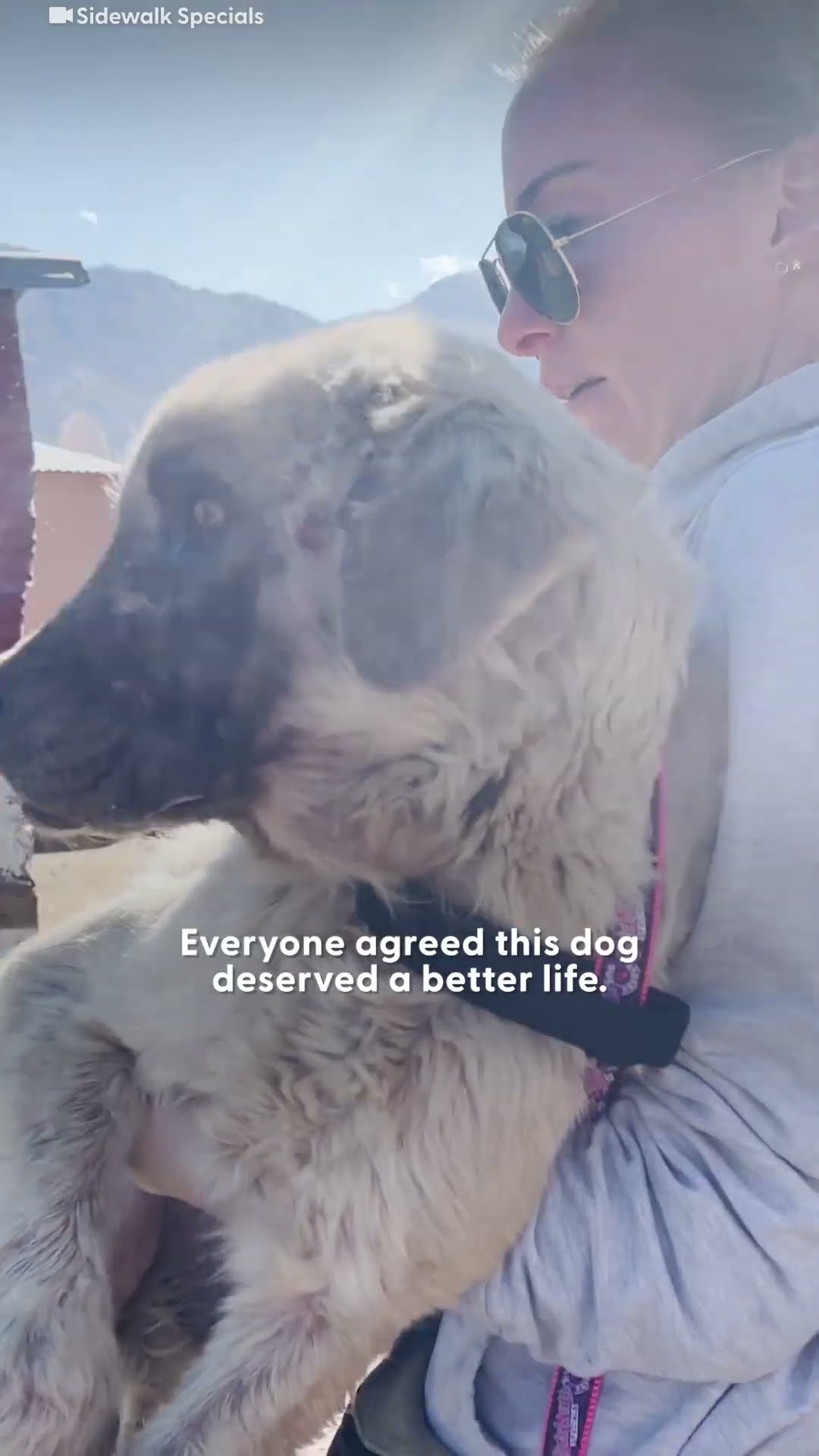 Senior Dog Who Slept Outside For Three Years Gets Rescue | The Dodo