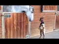 Baby Goat Meets Horse | Animal Best Friends
