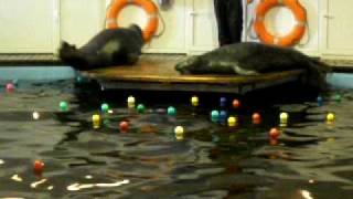 Grey Seal twerking