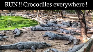 Madras Crocodile Bank Park | Crocodile bank and center for reptiles, ECR Chennai