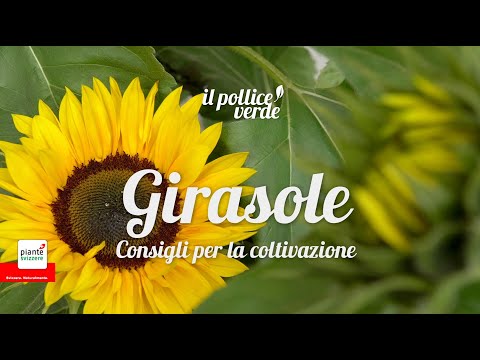 Video: Coltivare i girasoli: come aggiungere i girasoli al giardino