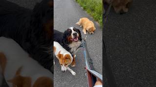 非常に困っています多頭飼い、散歩いってきますI'm going to take my three dogs for a walk.