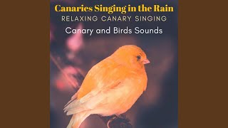 Download Lagu Loud Singing Canaries and Rain