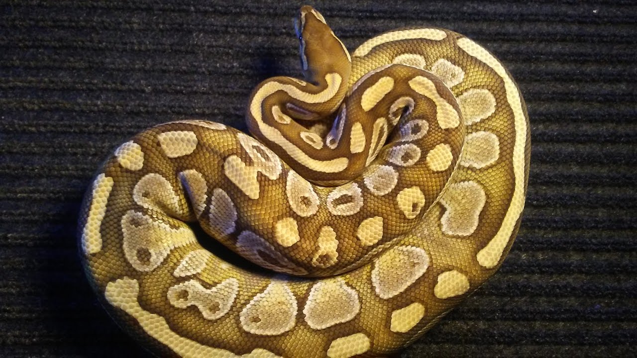 video phone beyonce mp3 Ball python feeding #1
