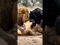 Wild Fight Savage Brawl Between Lion And Bear Naturebattle Wildlifebattle Discovery