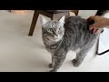 猫があくびしたら即終了の生配信