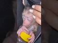 Zim hugged his baby bottle tightly while he slept.😙