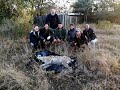 WE SafariLive- Pictures from Hyena Swazi&#39;s rescue